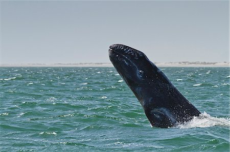 simsearch:841-06499559,k - California gray whale (Eschrichtius robustus) calf breaching, San Ignacio Lagoon, Baja California Sur, Mexico, North America Stock Photo - Rights-Managed, Code: 841-06499545