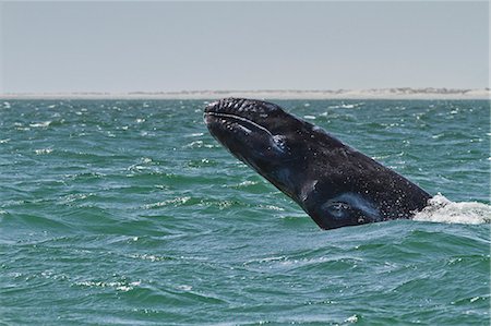 simsearch:841-06499559,k - California gray whale (Eschrichtius robustus) calf breaching, San Ignacio Lagoon, Baja California Sur, Mexico, North America Stock Photo - Rights-Managed, Code: 841-06499546