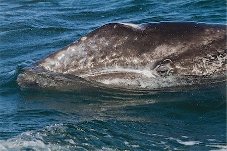 simsearch:841-06499559,k - California gray whale (Eschrichtius robustus), San Ignacio Lagoon, Baja California Sur, Mexico, North America Stock Photo - Rights-Managed, Code: 841-06499549