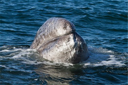 California gray whale (Eschrichtius robustus) calf, San Ignacio Lagoon, Baja California Sur, Mexico, North America Stock Photo - Rights-Managed, Code: 841-06499543