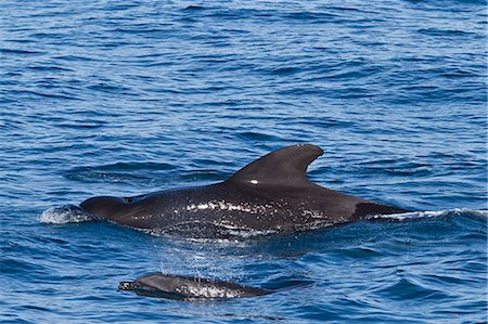 simsearch:841-06499559,k - Short-finned pilot whale (Globicephala macrorhynchus) and bottlenose dolphin (Tursiops truncatus), Isla San Pedro Martir, Gulf of California (Sea of Cortez), Baja California Norte, Mexico, North America Stock Photo - Rights-Managed, Code: 841-06499556