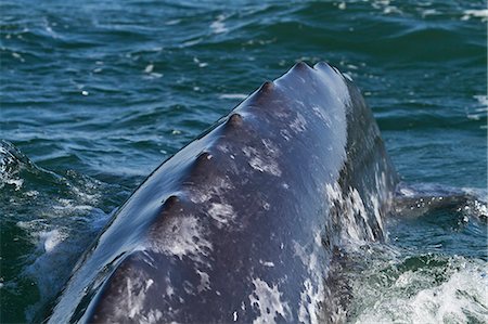 simsearch:841-06499559,k - California gray whale (Eschrichtius robustus) caudal peduncle, San Ignacio Lagoon, Baja California Sur, Mexico, North America Stock Photo - Rights-Managed, Code: 841-06499550