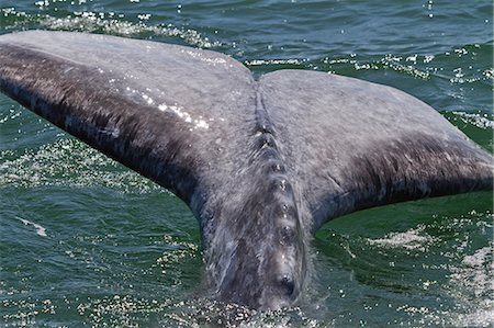 simsearch:841-06499559,k - California gray whale (Eschrichtius robustus) calf tail, San Ignacio Lagoon, Baja California Sur, Mexico, North America Stock Photo - Rights-Managed, Code: 841-06499551