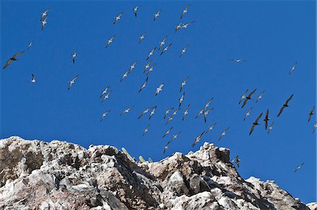 simsearch:841-06499603,k - Wheeling birds, Isla San Pedro Martir, Gulf of California (Sea of Cortez), Baja California, Mexico, North America Stock Photo - Rights-Managed, Code: 841-06499564