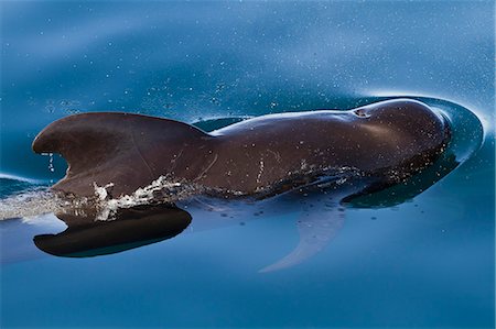 simsearch:841-06499603,k - Short-finned pilot whale (Globicephala macrorhynchus), Isla San Pedro Martir, Gulf of California (Sea of Cortez), Baja California Norte, Mexico, North America Stock Photo - Rights-Managed, Code: 841-06499560