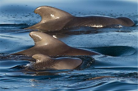 simsearch:841-06499559,k - Short-finned pilot whale (Globicephala macrorhynchus) cow and calf, Isla San Pedro Martir, Gulf of California (Sea of Cortez), Baja California Norte, Mexico, North America Stock Photo - Rights-Managed, Code: 841-06499562