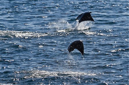simsearch:841-06499559,k - Adult spinetail mobula (Mobula japanica) leaping, Isla Espiritu Santo, Gulf of California (Sea of Cortez), Baja California Sur, Mexico, North America Stock Photo - Rights-Managed, Code: 841-06499578