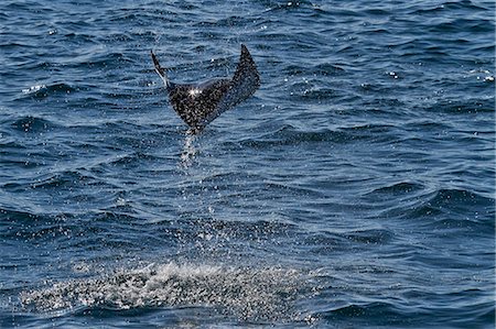 simsearch:841-06499559,k - Adult spinetail mobula (Mobula japanica) leaping, Isla Espiritu Santo, Gulf of California (Sea of Cortez), Baja California Sur, Mexico, North America Stock Photo - Rights-Managed, Code: 841-06499579