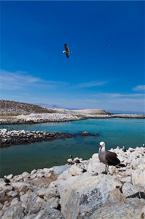 simsearch:841-06499603,k - Heermann's gulls (Larus heermanni), Isla Rasa, Gulf of California (Sea of Cortez), Mexico, North America Stock Photo - Rights-Managed, Code: 841-06499572