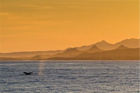 simsearch:841-06499603,k - Humpback whale (Megaptera novaeangliae) flukes, Gulf of California (Sea of Cortez), Baja California Sur, Mexico, North America Stock Photo - Rights-Managed, Code: 841-06499584