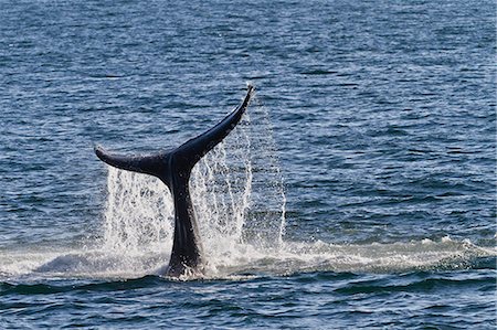 simsearch:841-06499559,k - Humpback whale (Megaptera novaeangliae) tail slap, Gulf of California (Sea of Cortez), Baja California Sur, Mexico, North America Stock Photo - Rights-Managed, Code: 841-06499585