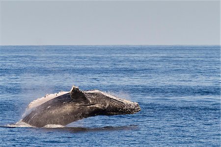 simsearch:841-06499603,k - Adult humpback whale (Megaptera novaeangliae) breach, Gulf of California (Sea of Cortez), Baja California Sur, Mexico, North America Stock Photo - Rights-Managed, Code: 841-06499581