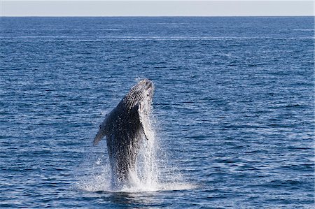 simsearch:841-06499559,k - Humpback whale (Megaptera novaeangliae) calf breach, Gulf of California (Sea of Cortez), Baja California Sur, Mexico, North America Stock Photo - Rights-Managed, Code: 841-06499582