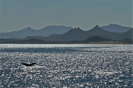 simsearch:841-06499603,k - Humpback whale (Megaptera novaeangliae) flukes, Gulf of California (Sea of Cortez), Baja California Sur, Mexico, North America Stock Photo - Rights-Managed, Code: 841-06499583
