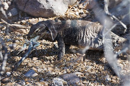 simsearch:841-06499603,k - San Esteban spiny-tailed iguana (Ctenosaura conspicuosa) eating smaller lizard, Isla San Esteban, Gulf of California (Sea of Cortez), Baja California, Mexico, North America Stock Photo - Rights-Managed, Code: 841-06499599