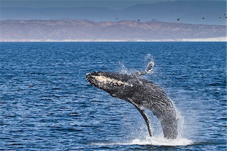 simsearch:841-06499559,k - Humpback whale (Megaptera novaeangliae) breach, Gulf of California (Sea of Cortez), Baja California Sur, Mexico, North America Stock Photo - Rights-Managed, Code: 841-06499590