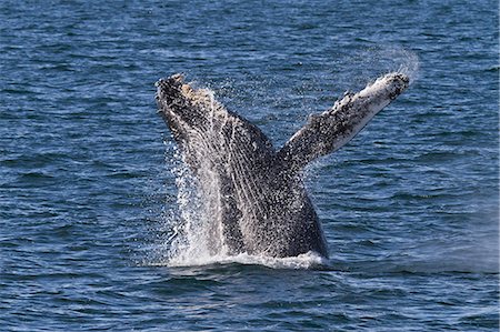 simsearch:841-06499559,k - Humpback whale (Megaptera novaeangliae) breach, Gulf of California (Sea of Cortez), Baja California Sur, Mexico, North America Stock Photo - Rights-Managed, Code: 841-06499591