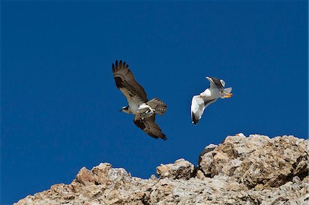 simsearch:841-06499603,k - Adult osprey (Pandion haliaetus) with fish, and yellow-footed gull (Larus livens), Gulf of California (Sea of Cortez) Baja California Sur, Mexico, North America Stock Photo - Rights-Managed, Code: 841-06499605