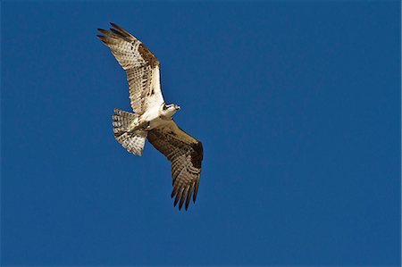 simsearch:841-06499603,k - Adult osprey (Pandion haliaetus) with fish, Gulf of California (Sea of Cortez) Baja California Sur, Mexico, North America Stock Photo - Rights-Managed, Code: 841-06499606