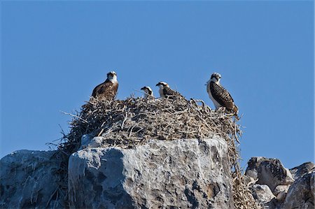 simsearch:841-06499603,k - Adult osprey (Pandion haliaetus) with three chicks, Gulf of California (Sea of Cortez) Baja California Sur, Mexico, North America Stock Photo - Rights-Managed, Code: 841-06499608