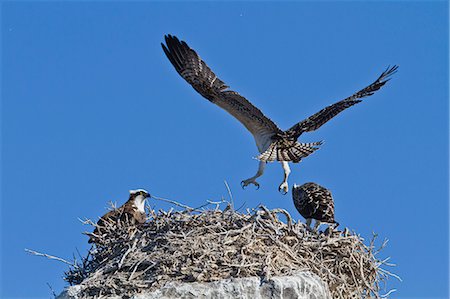 simsearch:841-06499603,k - Osprey (Pandion haliaetus) chick practising flight, Gulf of California (Sea of Cortez) Baja California Sur, Mexico, North America Stock Photo - Rights-Managed, Code: 841-06499609