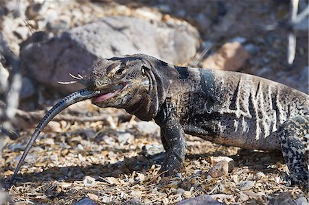 simsearch:841-06499603,k - San Esteban spiny-tailed iguana (Ctenosaura conspicuosa) eating smaller lizard, Isla San Esteban, Gulf of California (Sea of Cortez), Baja California, Mexico, North America Stock Photo - Rights-Managed, Code: 841-06499600