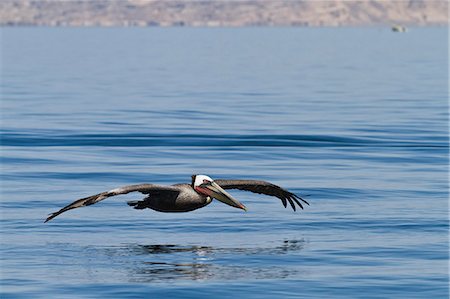 simsearch:841-06499603,k - Adult brown pelican (Pelecanus occidentalis), Gulf of California (Sea of Cortez), Baja California, Mexico, North America Stock Photo - Rights-Managed, Code: 841-06499614