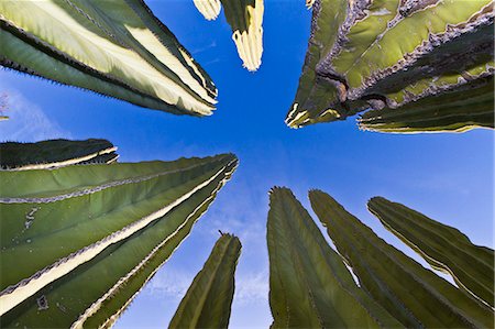 Cardon cactus (Pachycereus pringlei), Isla Catalina, Gulf of California (Sea of Cortez), Baja California, Mexico, North America Fotografie stock - Rights-Managed, Codice: 841-06499619