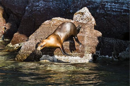 simsearch:841-06499559,k - California sea lion (Zalophus californianus), Los Islotes, Baja California Sur, Gulf of California (Sea of Cortez), Mexico, North America Stock Photo - Rights-Managed, Code: 841-06499624