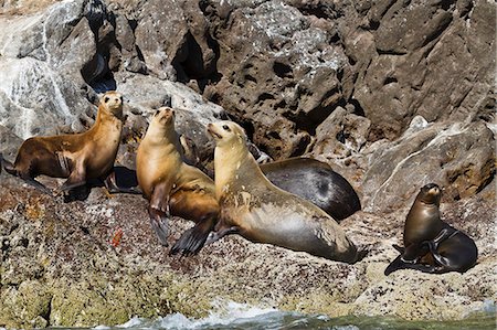 simsearch:841-06499559,k - California sea lions (Zalophus californianus), Los Islotes, Baja California Sur, Gulf of California (Sea of Cortez), Mexico, North America Stock Photo - Rights-Managed, Code: 841-06499626
