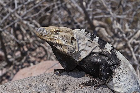 simsearch:841-06499603,k - San Esteban spiny-tailed iguana (Ctenosaura conspicuosa), Isla San Esteban, Gulf of California (Sea of Cortez), Baja California, Mexico, North America Stock Photo - Rights-Managed, Code: 841-06499629