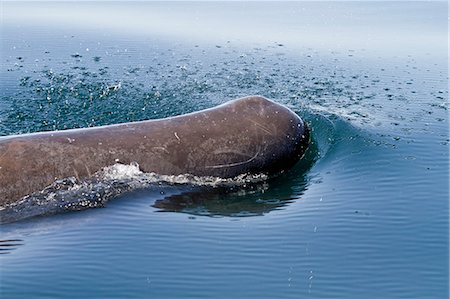 simsearch:841-06499603,k - Sperm whale (Physeter macrocephalus) surfacing, Isla San Pedro Martir, Gulf of California (Sea of Cortez), Baja California Norte, Mexico, North America Stock Photo - Rights-Managed, Code: 841-06499638