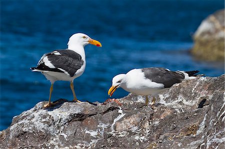 simsearch:841-06499603,k - Yellow-footed gulls (Larus livens), Gulf of California (Sea of Cortez), Baja California Sur, Mexico, North America Stock Photo - Rights-Managed, Code: 841-06499630