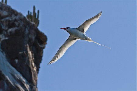 simsearch:841-06499603,k - Adult red-billed tropicbird (Phaethon aethereus), Isla San Pedro Martir, Gulf of California (Sea of Cortez), Baja California, Mexico, North America Stock Photo - Rights-Managed, Code: 841-06499633