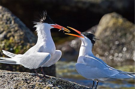 simsearch:841-06499603,k - Elegant terns (Thalasseus elegans), Isla Rasa, Gulf of California (Sea of Cortez), Baja California, Mexico, North America Stock Photo - Rights-Managed, Code: 841-06499654