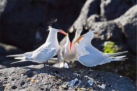 simsearch:841-06499603,k - Elegant terns (Thalasseus elegans), Isla Rasa, Gulf of California (Sea of Cortez), Baja California, Mexico, North America Stock Photo - Rights-Managed, Code: 841-06499655