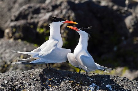 simsearch:841-06499603,k - Elegant terns (Thalasseus elegans), Isla Rasa, Gulf of California (Sea of Cortez), Baja California, Mexico, North America Stock Photo - Rights-Managed, Code: 841-06499656