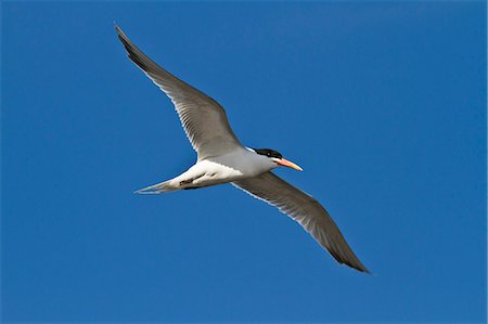simsearch:841-06499603,k - Elegant tern (Thalasseus elegans) in flight, Isla Rasa, Gulf of California (Sea of Cortez), Baja California, Mexico, North America Stock Photo - Rights-Managed, Code: 841-06499652