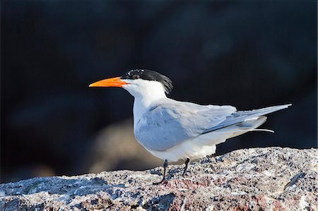 simsearch:841-06499559,k - Elegant tern (Thalasseus elegans, Isla Rasa, Gulf of California (Sea of Cortez), Baja California, Mexico, North America Stock Photo - Rights-Managed, Code: 841-06499664