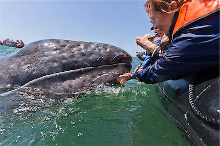 simsearch:841-06499559,k - California gray whale (Eschrichtius robustus) and excited whale watchers, San Ignacio Lagoon, Baja California Sur, Mexico, North America Stock Photo - Rights-Managed, Code: 841-06499669