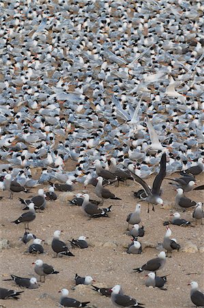 simsearch:841-06499603,k - Elegant tern (Thalasseus elegans) and Heermann's gull (Larus heermanni) breeding colony, Isla Rasa, Gulf of California (Sea of Cortez), Baja California, Mexico, North America Stock Photo - Rights-Managed, Code: 841-06499662
