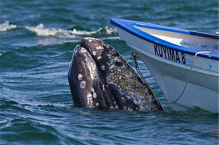 California gray whale (Eschrichtius robustus) close to whale watchers' boat, San Ignacio Lagoon, Baja California Sur, Mexico, North America Stock Photo - Rights-Managed, Code: 841-06499677