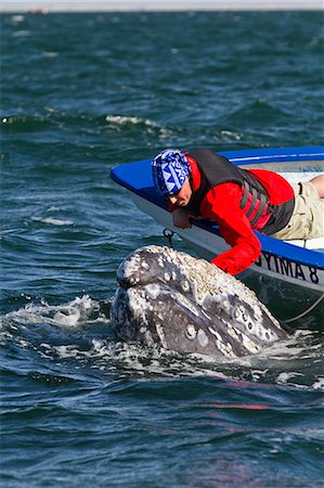 California gray whale (Eschrichtius robustus) and whale watcher on boat, San Ignacio Lagoon, Baja California Sur, Mexico, North America Stock Photo - Rights-Managed, Code: 841-06499679