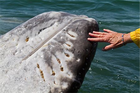 simsearch:841-06499559,k - California gray whale (Eschrichtius robustus) touched by excited whale watcher, San Ignacio Lagoon, Baja California Sur, Mexico, North America Stock Photo - Rights-Managed, Code: 841-06499680