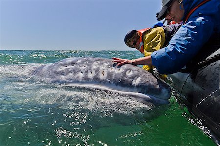 simsearch:841-06499559,k - California gray whale (Eschrichtius robustus) and excited whale watchers, San Ignacio Lagoon, Baja California Sur, Mexico, North America Stock Photo - Rights-Managed, Code: 841-06499681