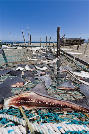 fins - Shark fins drying in the sun, Gulf of California (Sea of Cortez), Baja California Sur, Mexico, North America Stock Photo - Rights-Managed, Code: 841-06499692