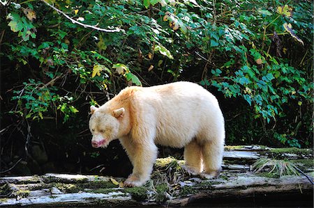 rainforest pictures to color - Spirit bear (Kermode bear), Great Bear Rainforest, British Columbia, Canada, North America Stock Photo - Rights-Managed, Code: 841-06499730