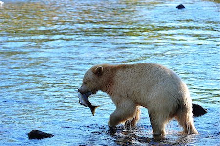 simsearch:700-02833750,k - Spirit bear (Kermode bear) with salmon catch, Great Bear Rainforest, British Columbia, Canada, North America Stock Photo - Rights-Managed, Code: 841-06499749