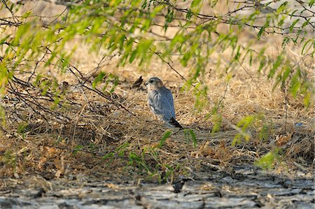 Merlin, a critically endangered bird in Little Rann of Kutch, Gujarat, India, Asia Foto de stock - Con derechos protegidos, Código: 841-06499785