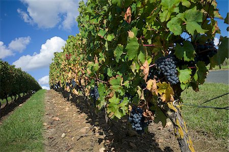 Vineyard, Saumur, Maine-et-Loire, Loire Valley, France, Europe Stock Photo - Rights-Managed, Code: 841-06499935